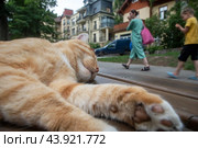 Рыжий кот отдыхает на скамейке в центре города Светлогорска Калининградской области, Россия (2024 год). Редакционное фото, фотограф Николай Винокуров / Фотобанк Лори