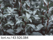 Elaeagnus commutata or wolf willow silver leaves dark background closeup. Silver leaves texture. Стоковое фото, фотограф Марина Багрова / Фотобанк Лори