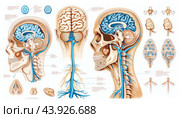 Human anatomy showing brain, skull and nervous system. Стоковое AI-изображение, AI-художник Юрий Поздников / Фотобанк Лори