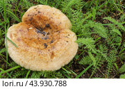 Гриб свинушка тонкая (Paxillus involutus)на фоне зеленой травы. Стоковое фото, фотограф Сергей Овчинников / Фотобанк Лори