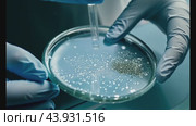 Scientist conducting precise experiment with petri dish and dropper in lab. Стоковое видео, видеограф Данил Руденко / Фотобанк Лори