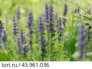 Blue flower ajuga reptans or bugleweed on a green background. Spring flower. Стоковое фото, фотограф Марина Багрова / Фотобанк Лори