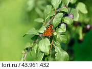 Polygonia butterfly or polygonia egea sits on green leaf background. Beautiful butterfly with mottled brown orange wings. Beautiful summer macro photo. Стоковое фото, фотограф Марина Багрова / Фотобанк Лори