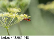 Two cantharis fusca beetles on green background. Insect pests. Side view, macro. Two red beetles reproduce on the plant. Стоковое фото, фотограф Марина Багрова / Фотобанк Лори