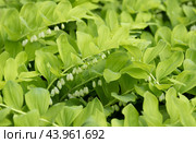 Solomons seal or polygonatum green background. A beautiful decorative perennial plant closeup. Стоковое фото, фотограф Марина Багрова / Фотобанк Лори