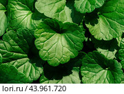 Green leaves glechoma hederacea close up, detailed texture. Natural vibrant green leaf ground ivy background. Natural pattern. Стоковое фото, фотограф Марина Багрова / Фотобанк Лори