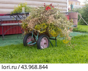 Garden cart on wheels with grass and hog weed, weed control concept. Стоковое фото, фотограф Дмитрий Львович Алферов / Фотобанк Лори