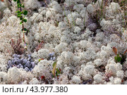 Arctic Tundra lichen moss close-up. Cladonia rangiferina, also known as reindeer cup lichen. Стоковое фото, фотограф Андрей Армягов / Фотобанк Лори