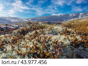 Arctic Tundra lichen moss close-up. Cladonia rangiferina, also known as reindeer cup lichen. Стоковое фото, фотограф Андрей Армягов / Фотобанк Лори