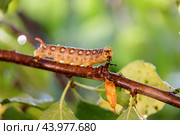 Caterpillar Bedstraw Hawk Moth crawls on a branch during the rain. Caterpillar (Hyles gallii) the bedstraw hawk-moth or galium sphinx, is a moth of the family Sphingidae. Стоковое фото, фотограф Андрей Армягов / Фотобанк Лори