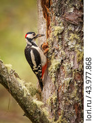 Great spotted woodpecker bird on a tree looking for food. Great spotted woodpecker (Dendrocopos major) is a medium-sized woodpecker with pied black and white plumage and a red patch on the lower belly. Стоковое фото, фотограф Андрей Армягов / Фотобанк Лори