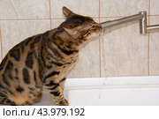 Бенгальский кот пьет воду из крана. Стоковое фото, фотограф Дмитрий Петров / Фотобанк Лори