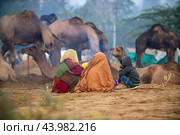Camels at the Pushkar Fair, also called the Pushkar Camel Fair or locally as Kartik Mela is an annual multi-day livestock fair and cultural held in the town of Pushkar Rajasthan, India (2019 год). Стоковое фото, фотограф Андрей Армягов / Фотобанк Лори