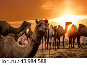Camels at the Pushkar Fair, also called the Pushkar Camel Fair or locally as Kartik Mela is an annual multi-day livestock fair and cultural held in the town of Pushkar Rajasthan, India (2019 год). Стоковое фото, фотограф Андрей Армягов / Фотобанк Лори