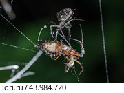 Close up macro shot of a two spiders fight for the captured victim. Стоковое фото, фотограф Андрей Армягов / Фотобанк Лори