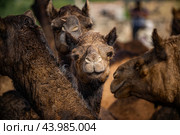 Camels at the Pushkar Fair Rajasthan, India (2019 год). Стоковое фото, фотограф Андрей Армягов / Фотобанк Лори