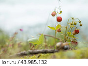 Berry of ripe strawberries close up. Nature of Norway. Стоковое фото, фотограф Андрей Армягов / Фотобанк Лори