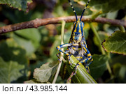 Aularches miliaris is a monotypic grasshopper species of the genus Aularches. Стоковое фото, фотограф Андрей Армягов / Фотобанк Лори
