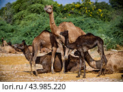 Camels at the Pushkar Fair, also called the Pushkar Camel Fair or locally as Kartik Mela is an annual multi-day livestock fair and cultural held in the town of Pushkar Rajasthan, India (2019 год). Стоковое фото, фотограф Андрей Армягов / Фотобанк Лори