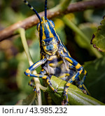 Aularches miliaris is a monotypic grasshopper species of the genus Aularches. Insect has been called by a variety of names including coffee locust, ghost grasshopper, northern spotted grasshopper. Стоковое фото, фотограф Андрей Армягов / Фотобанк Лори