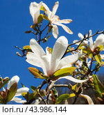 White magnolia flowers blooming tree in the wild. Magnolia stellata, selective focus. Стоковое фото, фотограф Глущенко Елена / Фотобанк Лори