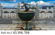 A dwarf bonsai tree grows in a decorative flower pot on the terrace of a Chinese temple. A panorama of the city is visible behind a stone fence: skyscrapers against a blue sky and clouds. Malaysia. Стоковое фото, фотограф Вера Ивановна Кубарева / Фотобанк Лори