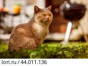 Cat British on green grass. Стоковое фото, фотограф Андрей Армягов / Фотобанк Лори