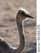 Ostrich standing with neck bent in the sun. Стоковое фото, фотограф Данил Руденко / Фотобанк Лори