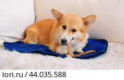 Hungry dog lying on blue mat and gnawing bone. Голодная собака грызет кость на диване. Стоковое видео, видеограф Ира Орлова / Фотобанк Лори