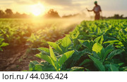 Farmer watering tobacco plants in a vibrant field during sunset. Стоковое AI-изображение, AI-художник Сергей Толмачёв / Фотобанк Лори