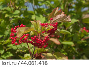 Ripe berries of red viburnum (Viburnum opulus) Стоковое фото, фотограф Александр Курлович / Фотобанк Лори