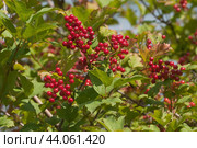 Ripe berries of red viburnum (Viburnum opulus) Стоковое фото, фотограф Александр Курлович / Фотобанк Лори