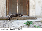A dark motley cat sleeps sweetly on the stone windowsill of an old house on a hot summer day. Стоковое фото, фотограф Лариса Гордеева / Фотобанк Лори