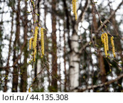 Birch catkins close-up against the background of birch trunks and other trees. Spring forest background with blooming birch. Стоковое фото, фотограф Бузмакова Светлана / Фотобанк Лори