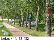 Город Венёв,Тульская область, Россия. Аллея "Двенадцать невест" на Красной площади. Стволы берез опоясаны лентами из разноцветных тканей в  горошек. Пышная зеленая листва (2024 год). Стоковое фото, фотограф Наталья Николаева / Фотобанк Лори