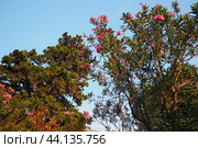 Nerium oleander, rosebay cultivated worldwide in temperate and subtropical areas as an ornamental and landscaping plant. Genus Nerium, Apocynoideae, Apocynaceae. Montenegro, Adriatic, Mediterranean. Стоковое AI-изображение, AI-художник Юлия Петровская / Фотобанк Лори