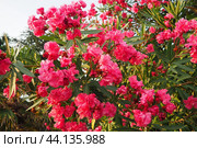 Nerium oleander, rosebay cultivated worldwide in temperate and subtropical areas as an ornamental and landscaping plant. Genus Nerium, Apocynoideae, Apocynaceae. Montenegro, Adriatic, Mediterranean. Стоковое AI-изображение, AI-художник Юлия Петровская / Фотобанк Лори