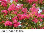 Nerium oleander, rosebay cultivated worldwide in temperate and subtropical areas as an ornamental and landscaping plant. Genus Nerium, Apocynoideae, Apocynaceae. Montenegro, Adriatic, Mediterranean. Стоковое AI-изображение, AI-художник Юлия Петровская / Фотобанк Лори