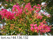 Nerium oleander, rosebay cultivated worldwide in temperate and subtropical areas as an ornamental and landscaping plant. Genus Nerium, Apocynoideae, Apocynaceae. Montenegro, Adriatic, Mediterranean. Стоковое AI-изображение, AI-художник Юлия Петровская / Фотобанк Лори