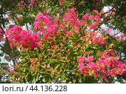 Nerium oleander, rosebay cultivated worldwide in temperate and subtropical areas as an ornamental and landscaping plant. Genus Nerium, Apocynoideae, Apocynaceae. Montenegro, Adriatic, Mediterranean. Стоковое AI-изображение, AI-художник Юлия Петровская / Фотобанк Лори