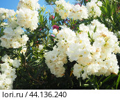 Nerium oleander, rosebay cultivated worldwide in temperate and subtropical areas as an ornamental and landscaping plant. Genus Nerium, Apocynoideae, Apocynaceae. Montenegro, Adriatic, Mediterranean. Стоковое AI-изображение, AI-художник Юлия Петровская / Фотобанк Лори