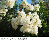 Nerium oleander, rosebay cultivated worldwide in temperate and subtropical areas as an ornamental and landscaping plant. Genus Nerium, Apocynoideae, Apocynaceae. Montenegro, Adriatic, Mediterranean. Стоковое AI-изображение, AI-художник Юлия Петровская / Фотобанк Лори