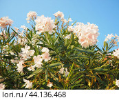 Nerium oleander, rosebay cultivated worldwide in temperate and subtropical areas as an ornamental and landscaping plant. Genus Nerium, Apocynoideae, Apocynaceae. Montenegro, Adriatic, Mediterranean. Стоковое AI-изображение, AI-художник Юлия Петровская / Фотобанк Лори