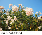Nerium oleander, rosebay cultivated worldwide in temperate and subtropical areas as an ornamental and landscaping plant. Genus Nerium, Apocynoideae, Apocynaceae. Montenegro, Adriatic, Mediterranean. Стоковое AI-изображение, AI-художник Юлия Петровская / Фотобанк Лори