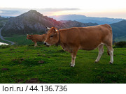 Cow of the Asturian mountain breed sits on a meadow in a national park at dawn. Стоковое фото, фотограф Татьяна Яцевич / Фотобанк Лори