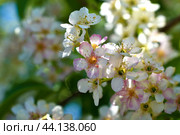 White flowers of a bird cherry in the spring in the afternoon. Стоковое фото, фотограф Valeriy Lushchikov / Фотобанк Лори