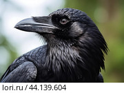 Nimble Raven bird fly. Generate Ai. Стоковое AI-изображение, AI-художник Иван Рябоконь / Фотобанк Лори