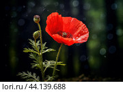 Velvety Red poppy flower. Generate Ai. Стоковое AI-изображение, AI-художник Иван Рябоконь / Фотобанк Лори