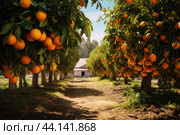 Fruitful Orange tree farm. Generate Ai. Стоковое AI-изображение, AI-художник Иван Рябоконь / Фотобанк Лори
