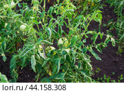 Спеющие зелёные помидоры на кусте, овощи в саду, крупный план. Стоковое фото, фотограф Андрей Цыганков / Фотобанк Лори